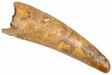 Fossil Spinosaurus Tooth - Real Dinosaur Tooth #366479-1